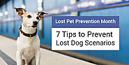 Lost Pet Prevention Month – 7 Tips to Prevent Lost Dog Scenarios