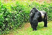 Uganda Gorilla Safaris: A Comprehensive Guide You Need to Know