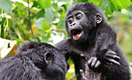 What to Pack for Uganda Gorilla Tours That Makes it Enjoyable