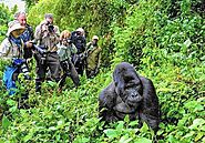 6 Travel Tips for Gorilla Trekking Safaris in Uganda for First-Time Travellers