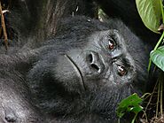Uganda Gorilla Safaris with Unforgettable Memories