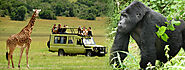 How Our Uganda Gorilla Tours Will Take You to the Adventurous Uganda’s Wildlife