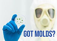 Get help in Mold issues and Hire a Mold Removal Near Me Experts