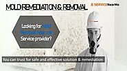 Professional Mold Removal Service for rid your Mold