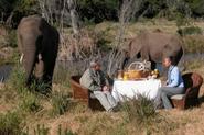 Elephant picnic