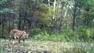 Les images rares de tigres de Sibérie en pleine nature
