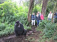 An Ultimate Guide for Rules & Regulations Before Uganda Gorilla Safaris