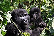 Uganda Tours to Gorilla Safaris Leave Travelers with Unforgettable Memories