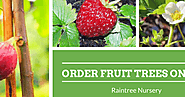 Buy Fruit Trees Online At Raintree Nursery