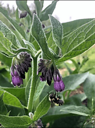 Promoting Native Pollinators – Raintree Nursery