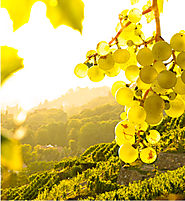 Vin blanc Domaine de Joÿ Éclat 2015 : le mélange du coing et du citron confit