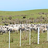 Plastic Picket Fences That Outlast the Elements