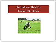 An Ultimate Guide To Canine Wheelchair
