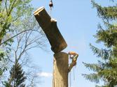 How to Estimate Tree Removal Jobs