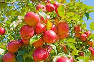 How to Prune an Apple Tree