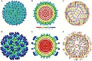 Zika Virus Structure, Maturation, and Receptors