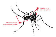 Mosquito tigre: vector del virus zika