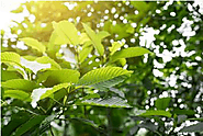 4 Key Herb Kratom Facts You Must Understand