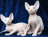 Sphynx Cat - Meet The Strangest and Rare Breed of Hairless Cats