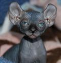 6 Strange Breeds of Hairless Cats - The Featured Creature