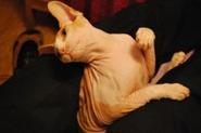 How Right Cat Care Helps To Bond With Sphynx Cat