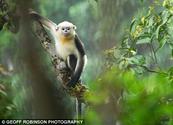 Hope for world's rarest monkeys as 20-strong colony uncovered in Vietnam