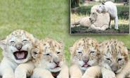 A roaring success, the world's first white ligers: Four brothers are rarest big cats on the planet