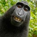 Wiki Backs Monkey In Selfie Copyright Row