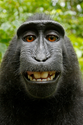 If a monkey takes a selfie in the forest, who owns the copyright? No one, says Wikimedia.