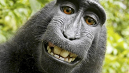 Wikipedia Has Refused to Remove This Monkey Selfie Because 'The Monkey Owns It'