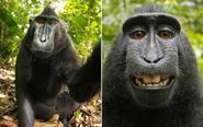 Monkey steals camera to snap himself - Telegraph