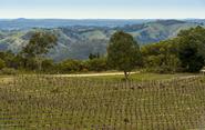 Adelaide Hills Wine Region | Welcome