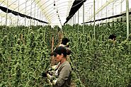 How COVID-19 affects the cannabis cultivation supply chain?