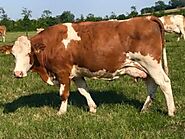 Fleckvieh cattle for sale - Order Fleckvieh cattle Online At Kentucky Cattle