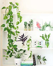 How to get fresh air from specialist plant in your room? - Indoor More