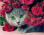 Cat in Flowers