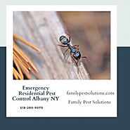 Emergency Residential Pest Control Albany NY