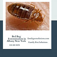 Bed Bug Extermination in Albany New York