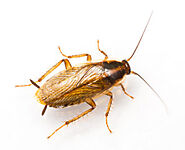 Cockroach Exterminator in Albany NY