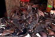 Dogs, rats and monkeys flame-roasted WHOLE at Indonesian market | Daily Mail Online