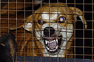 Dog meat trade: Harrowing footage reveals 'HORRIFIC cruelty’ of live animal market | World | News | Express.co.uk