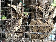 Yogyakarta Indonesia Animal Market, Fascinating and Depressing