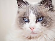 Mèo Anh lông ngắn, lông dài - Cách nuôi và bảng giá mèo Anh