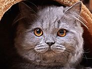 Mèo Ba Tư – Nguồn gốc, đặc điểm, cách nuôi và mức giá mèo Ba Tư