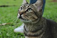Mèo Ragdoll - Nguồn gốc, đặc điểm, cách chăm sóc và giá mèo Ragdoll