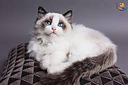 Mèo Ocicat - một trong những giống mèo đắt nhất thế giới