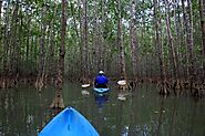 Paddle through mangroves on a kayak
