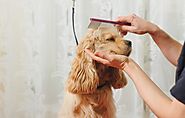 Pet Grooming Is A Growing Fashion