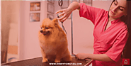 Why Pet Grooming Is Important?
