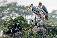 Home / Society / Environment Birders thrilled at reverse migration of birds at Rabindra Sarobar